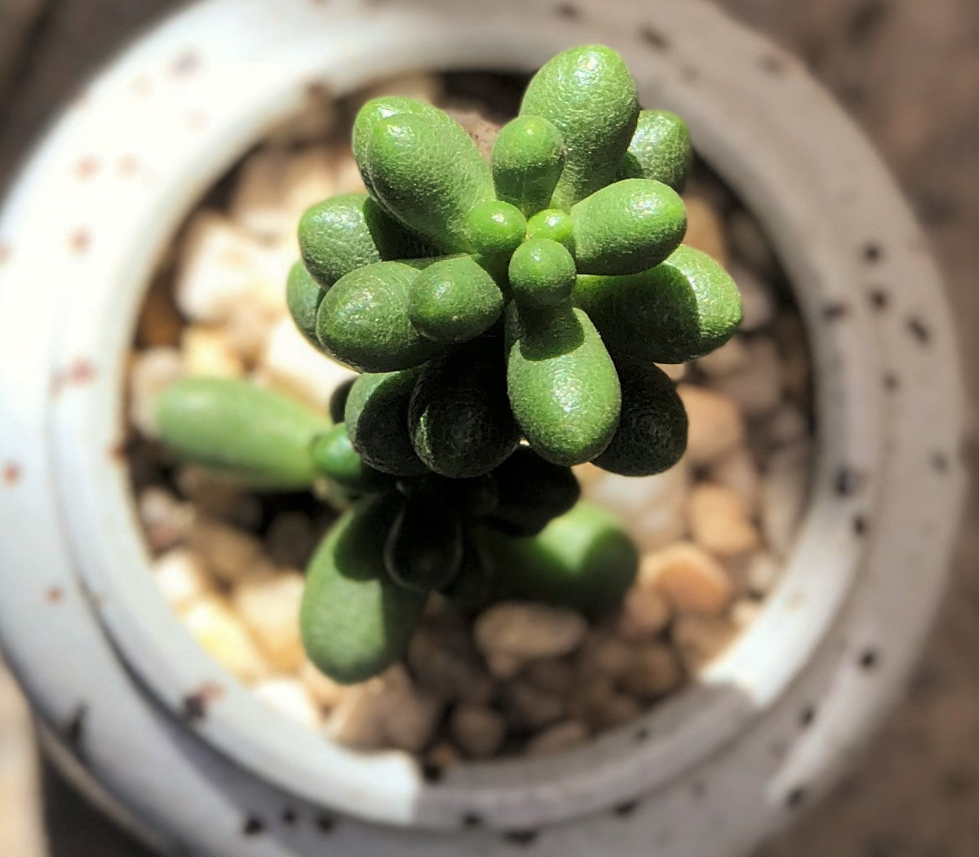 Sedum hernandezii