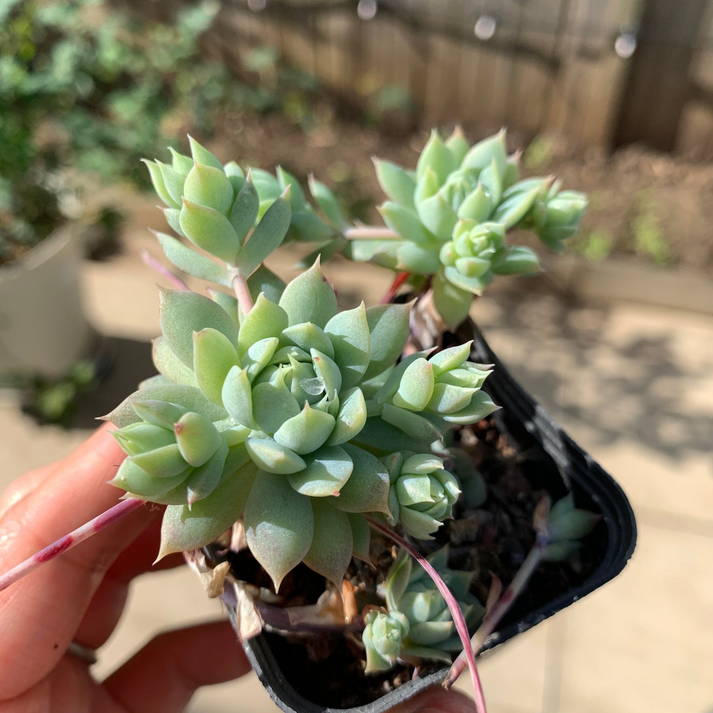 Graptopetalum macdougallii 蔓莲