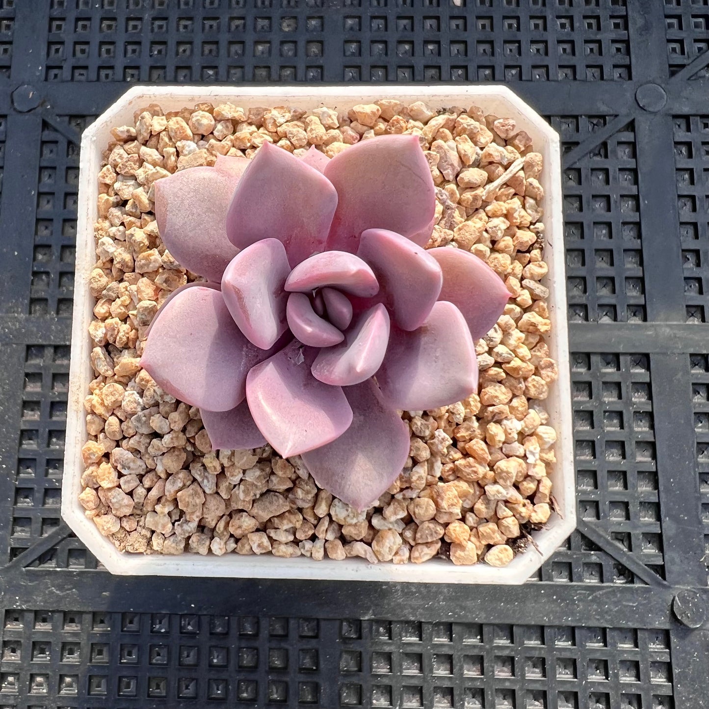 Graptoveria 'Debbie' S