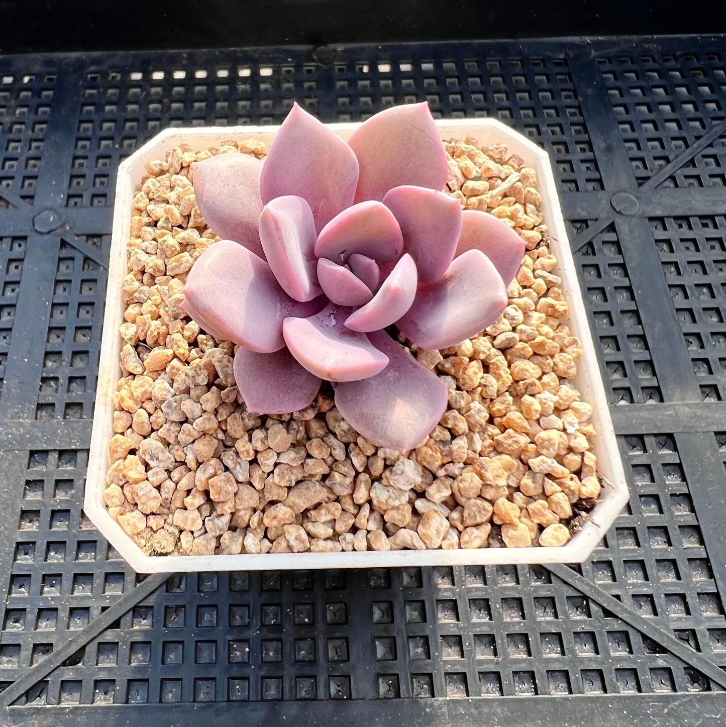 Graptoveria 'Debbie' S