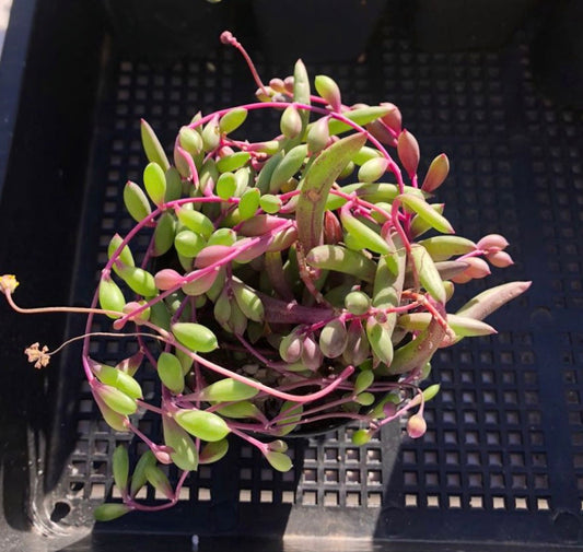 Othonna capensis 'Ruby necklace'