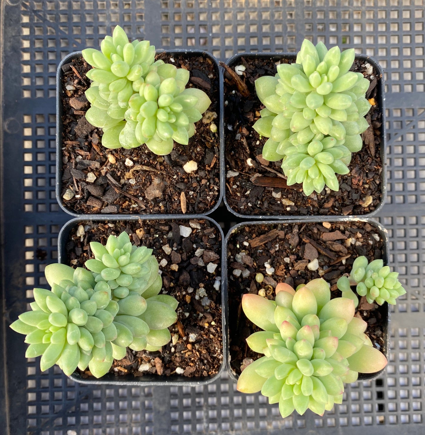 Sedum pink berry