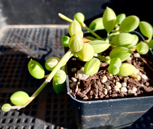 Senecio herreianus watermelon boy