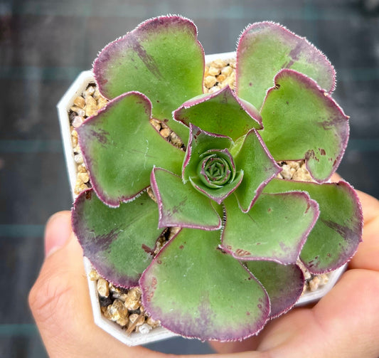 Aeonium Akafuji 'red Fuji'