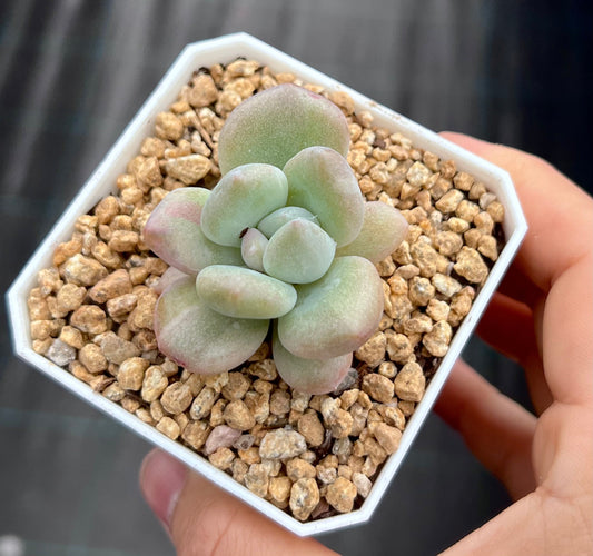 Graptoveria opalina monstrose