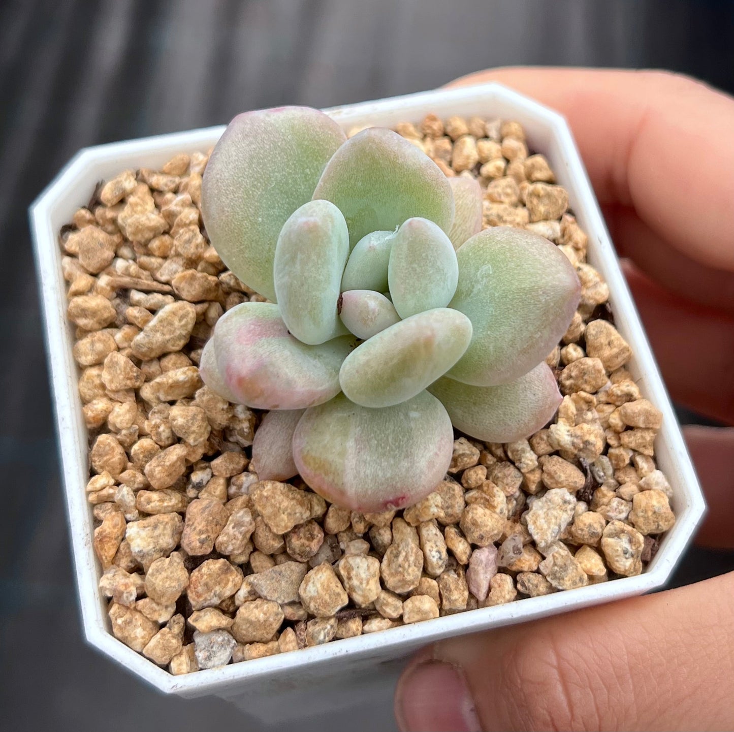 Graptoveria opalina monstrose