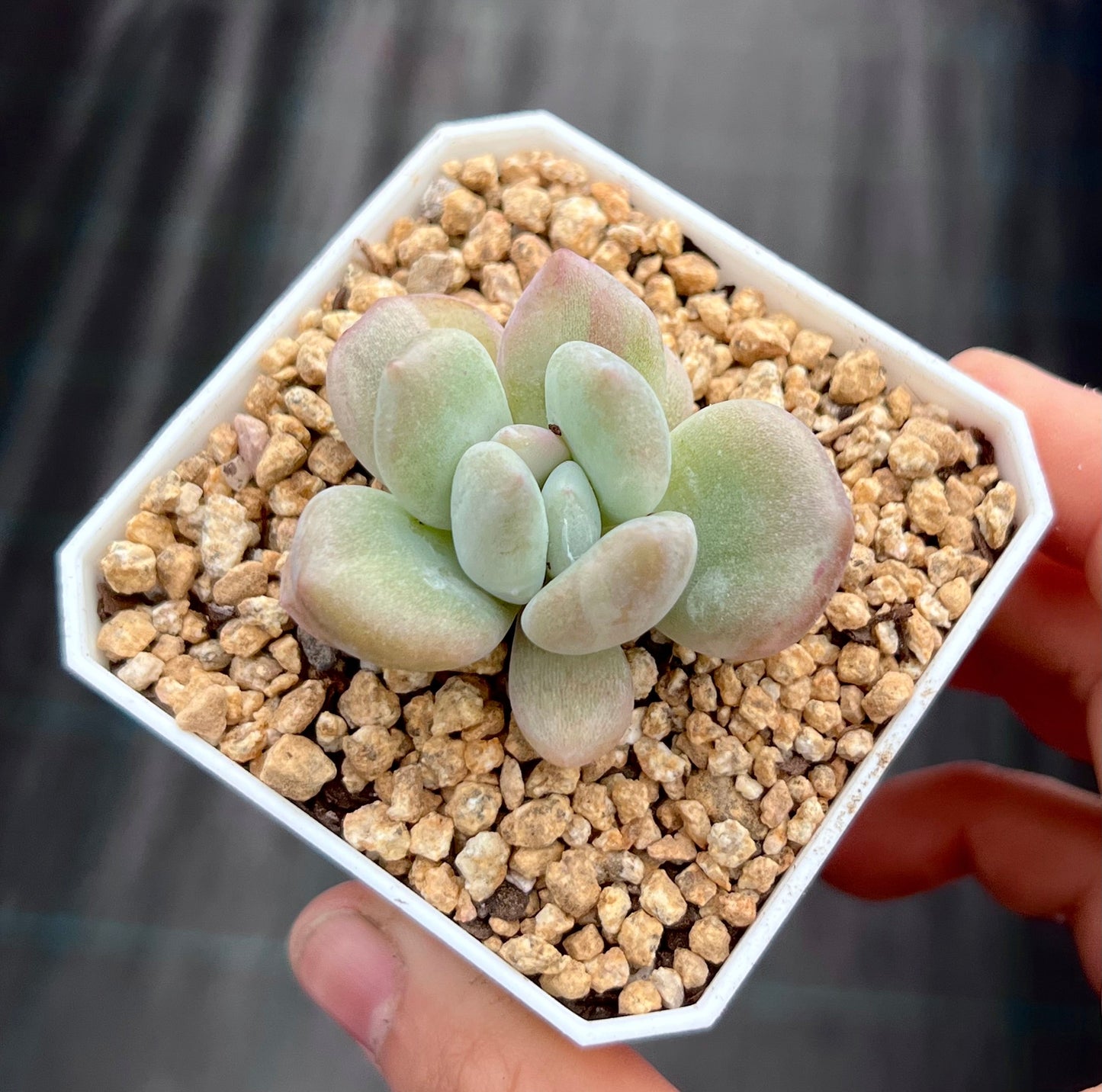 Graptoveria opalina monstrose