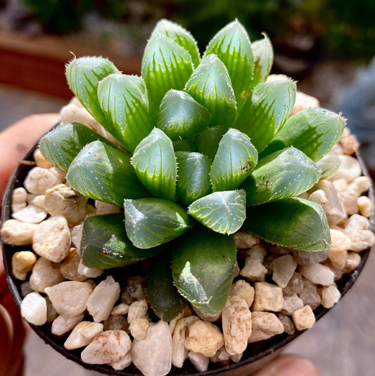 Haworthia cooperi hybrid