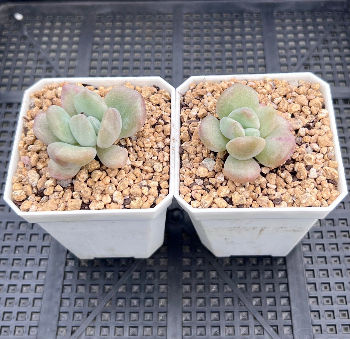 Graptoveria opalina monstrose