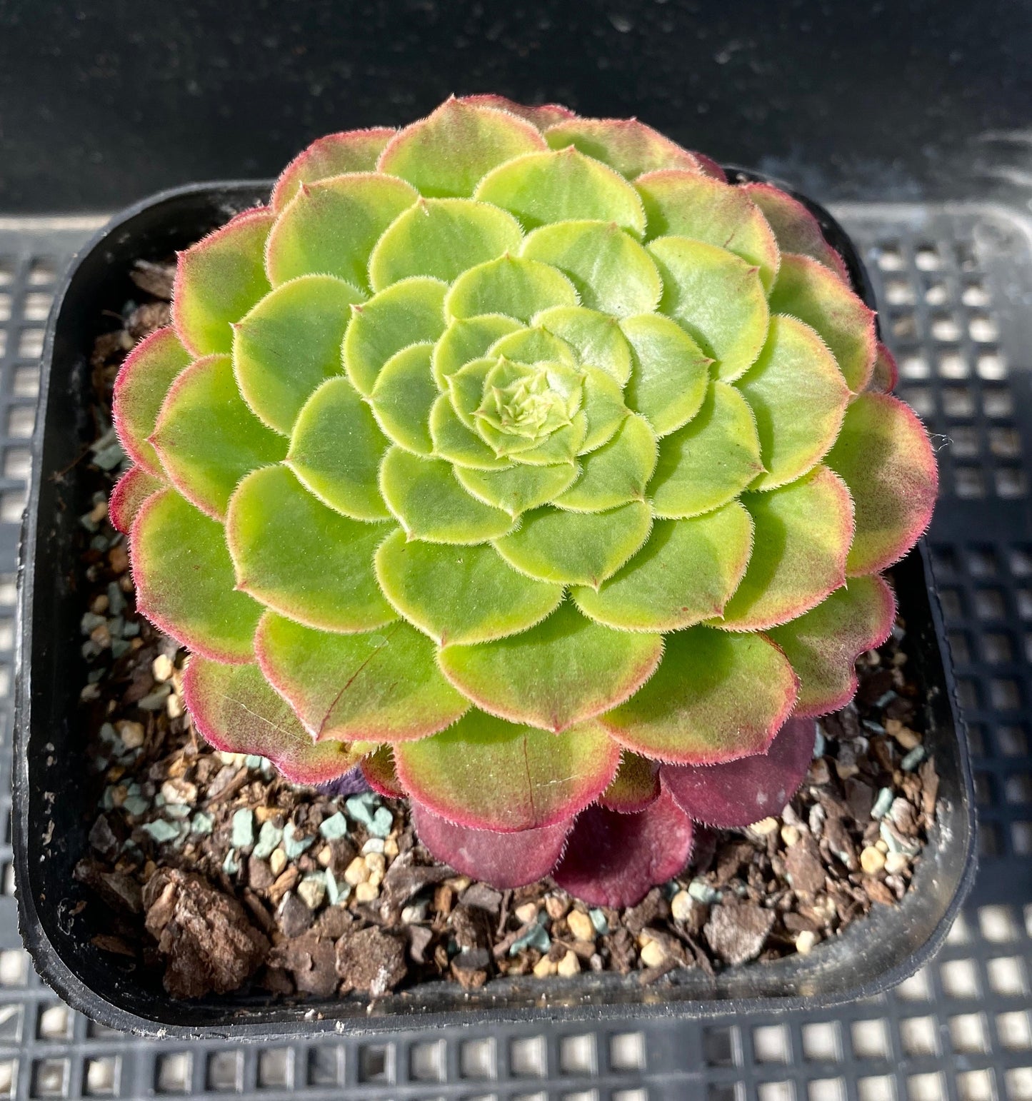 Aeonium fiesta