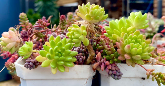 S.hirsutum ssp. baeticum Rouy cutting