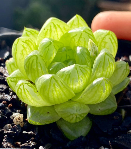 Haworthia cymbiformis obtusa