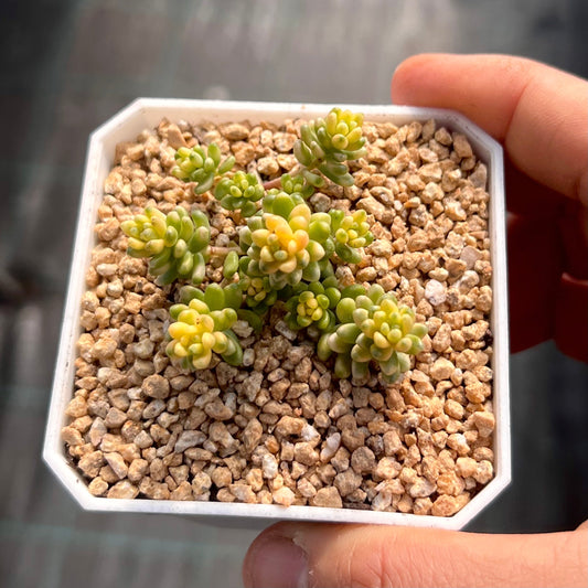 Sedum golden rice