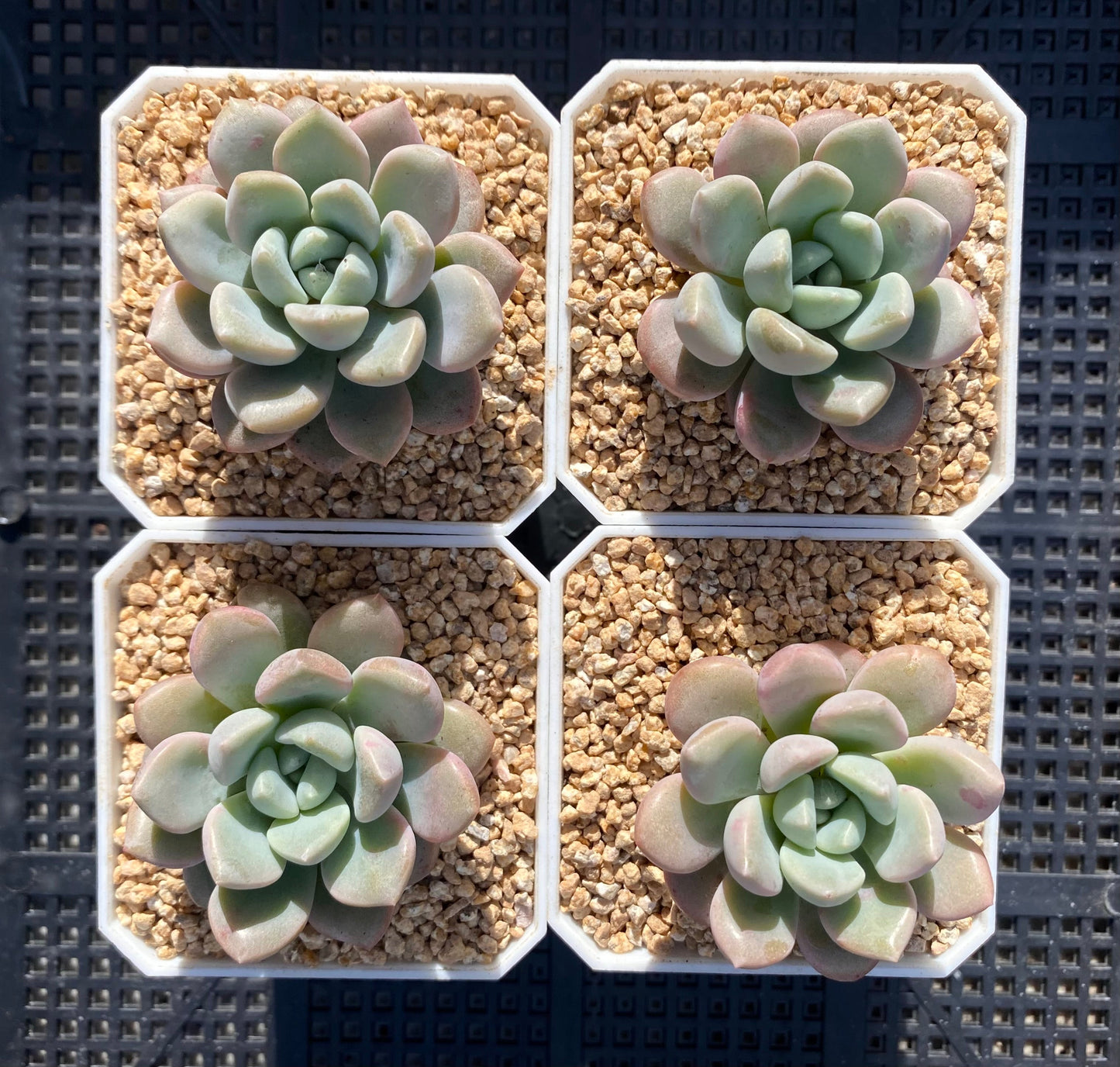 Graptoveria 'white dew'