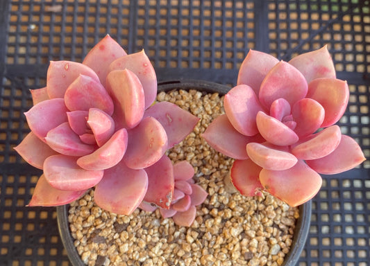 Graptoveria 'Debbie' S