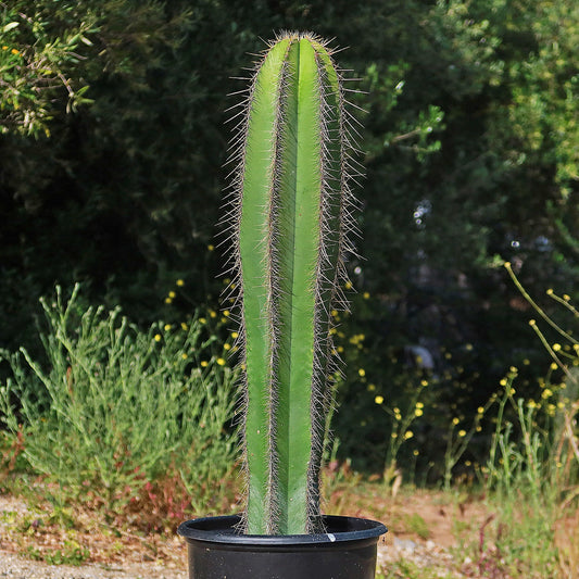 Isolatocereus dumortieri