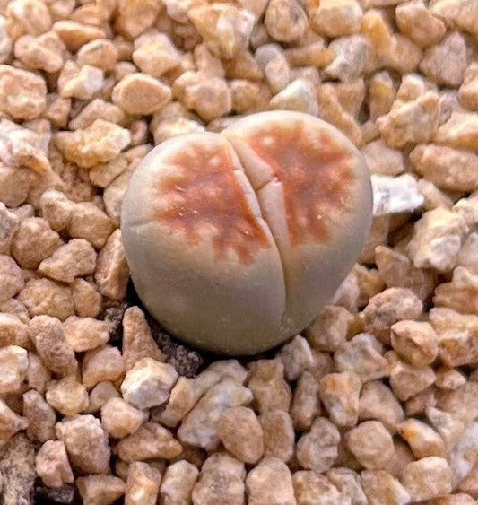 Lithops karasmontana 'Lateritia