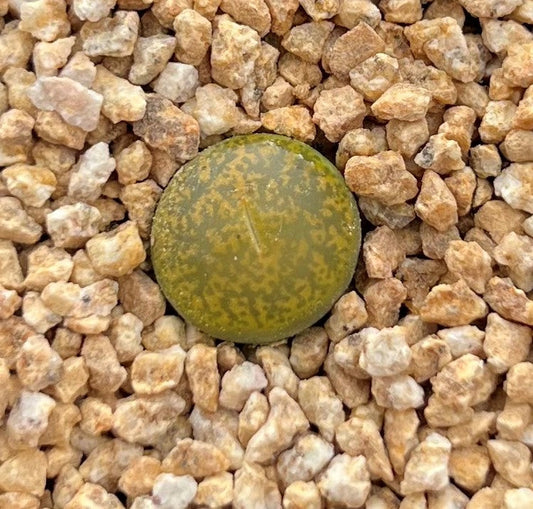 Lithops lesliei 'Albinica'