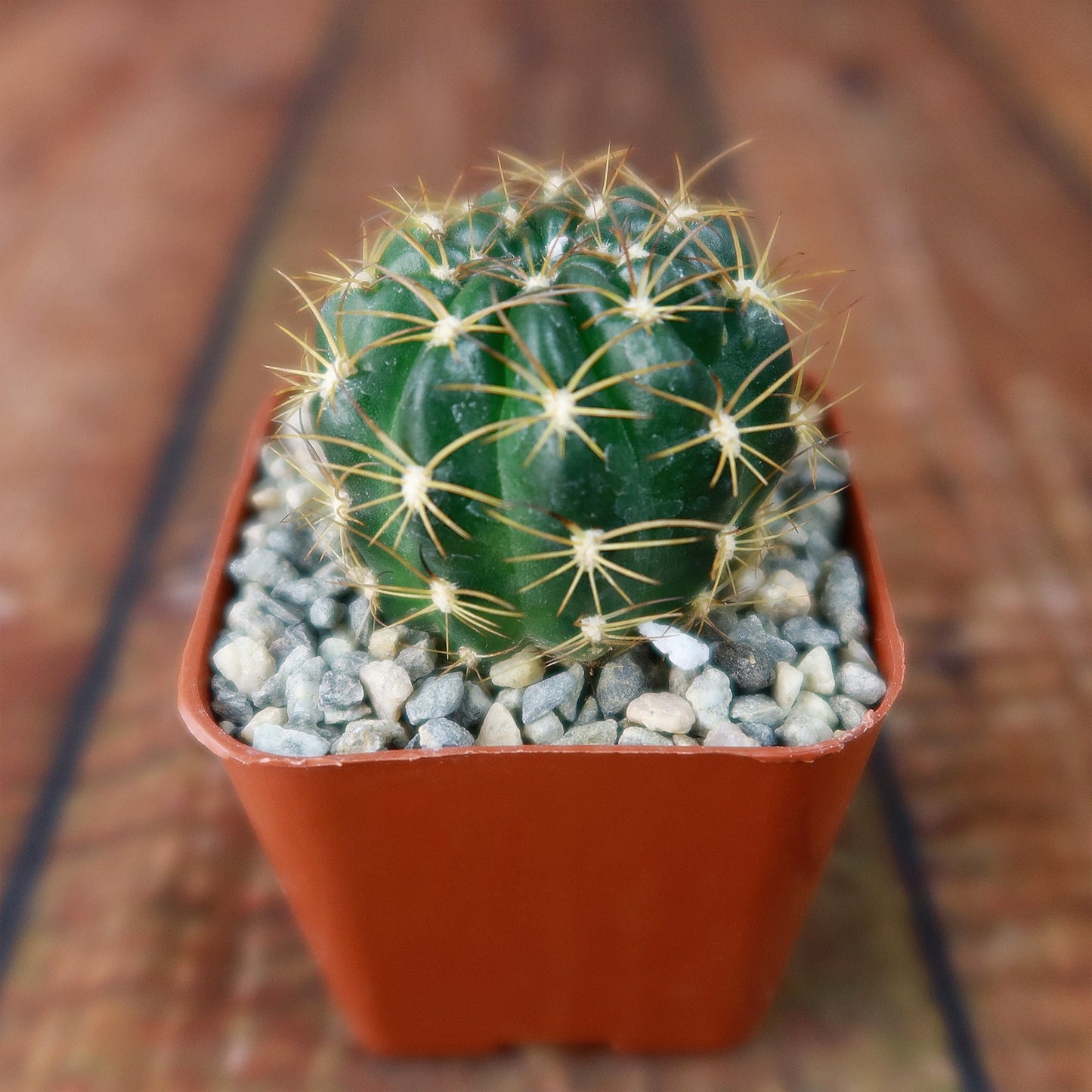 Lobivia longispina