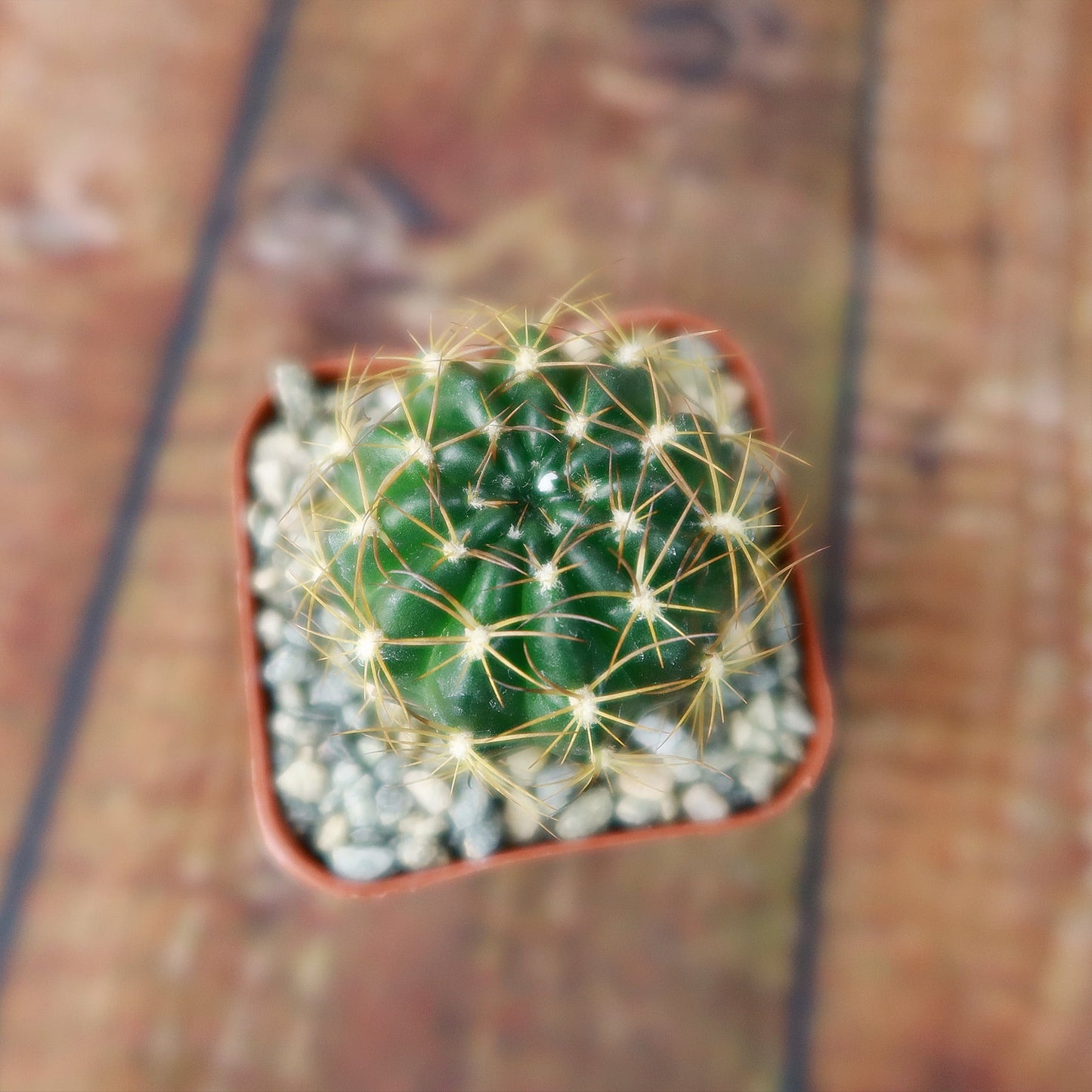 Lobivia longispina