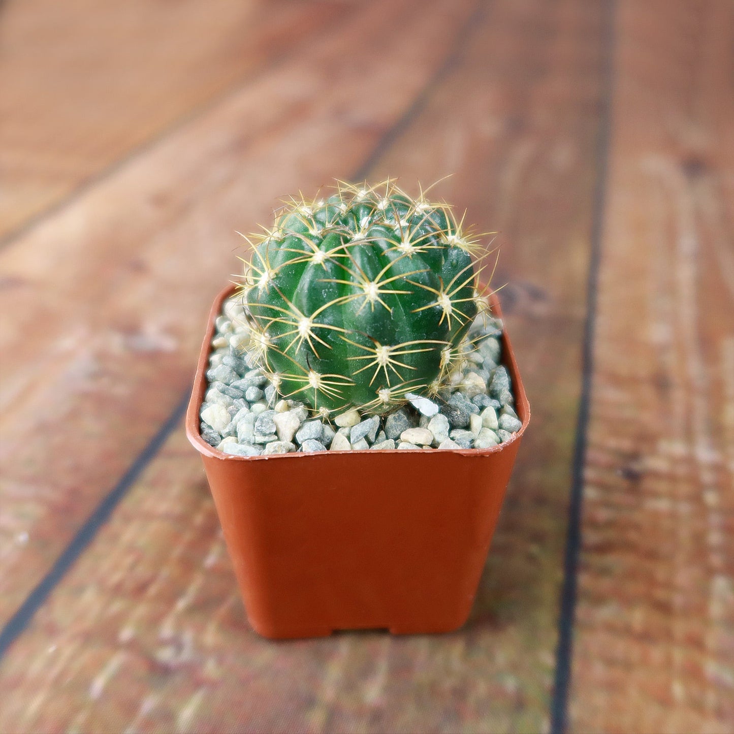 Lobivia longispina