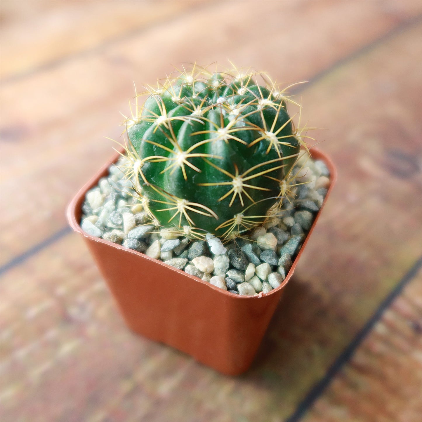 Lobivia longispina