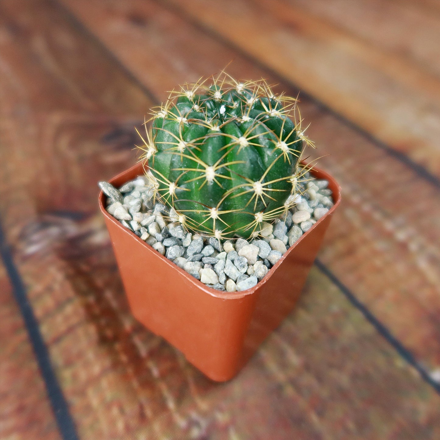 Lobivia longispina