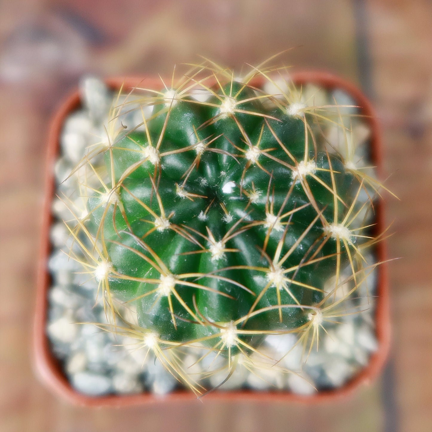 Lobivia longispina