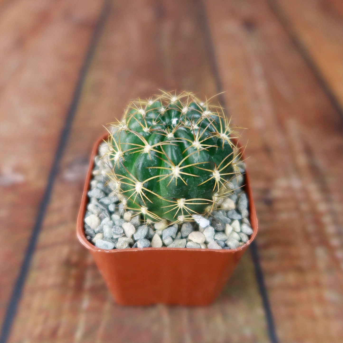Lobivia longispina