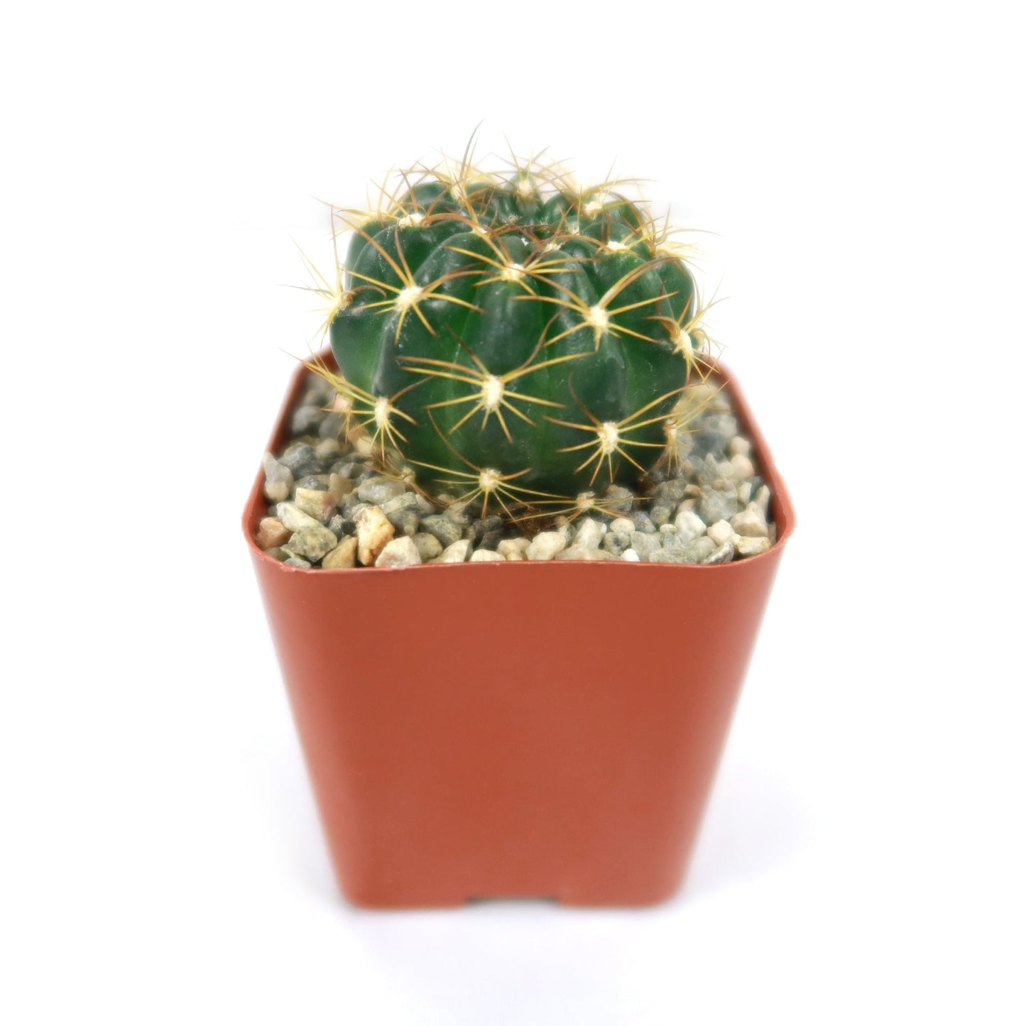 Lobivia longispina