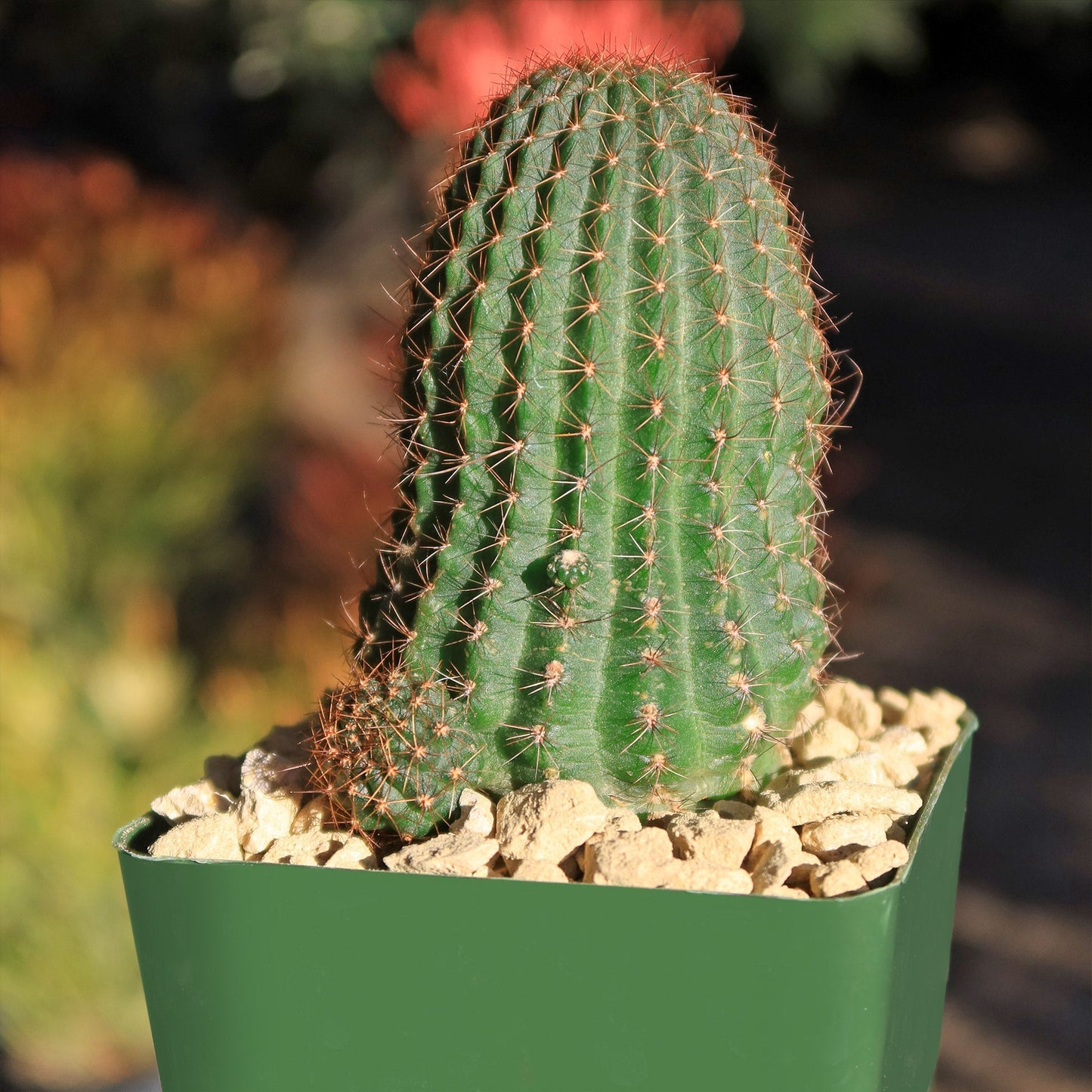 Lobivia saltensis