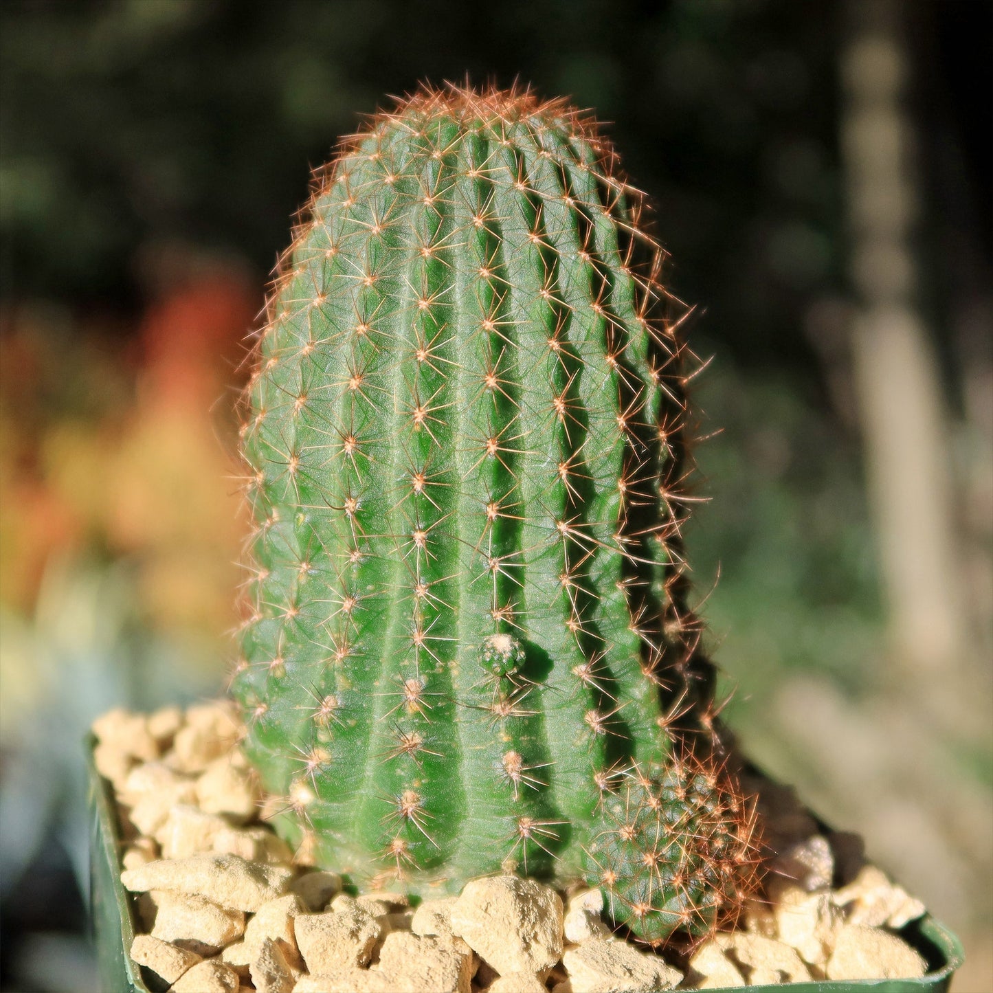 Lobivia saltensis