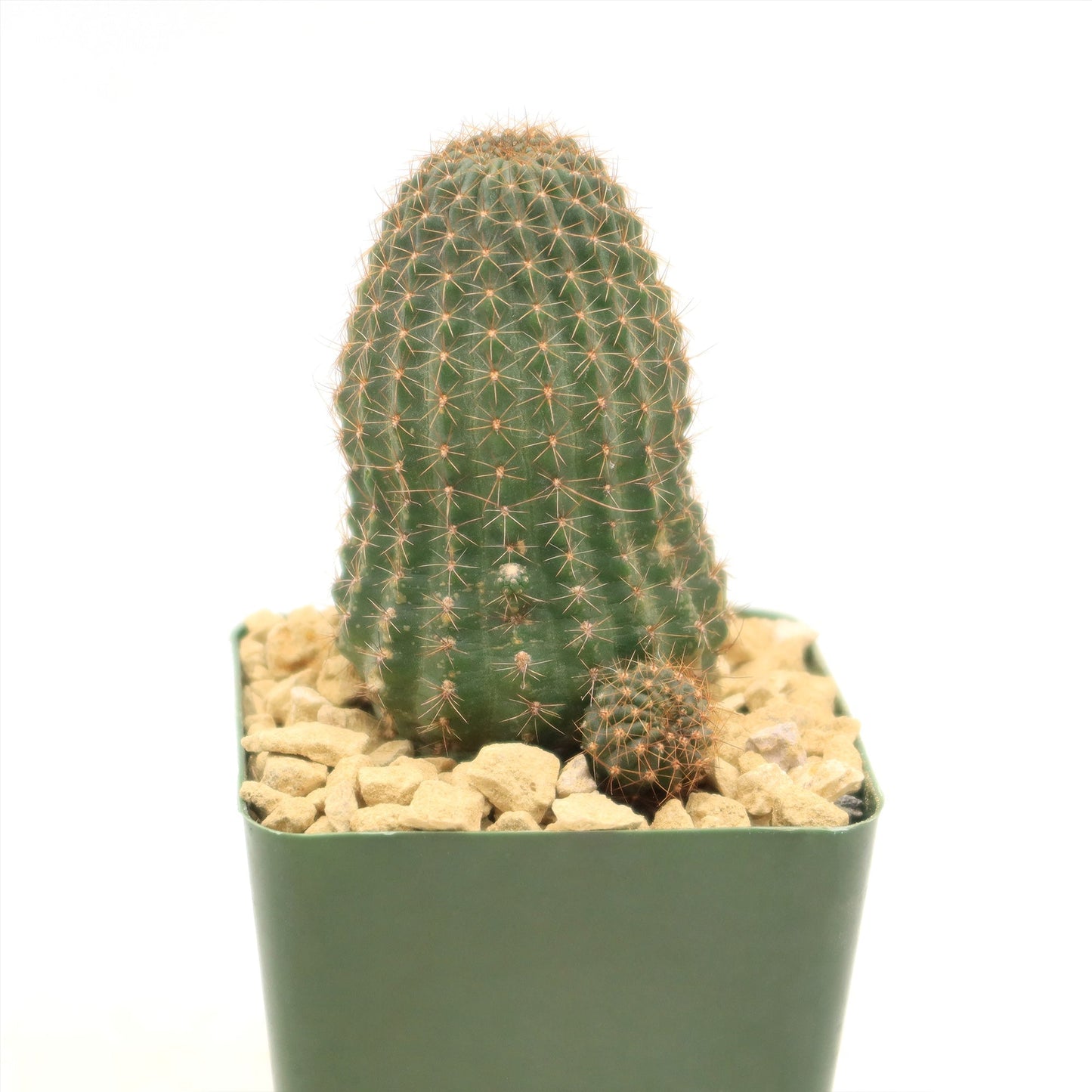 Lobivia saltensis