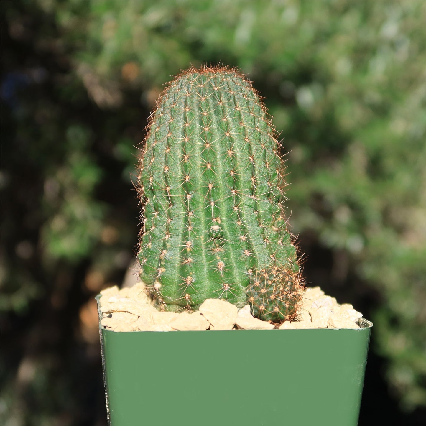 Lobivia saltensis