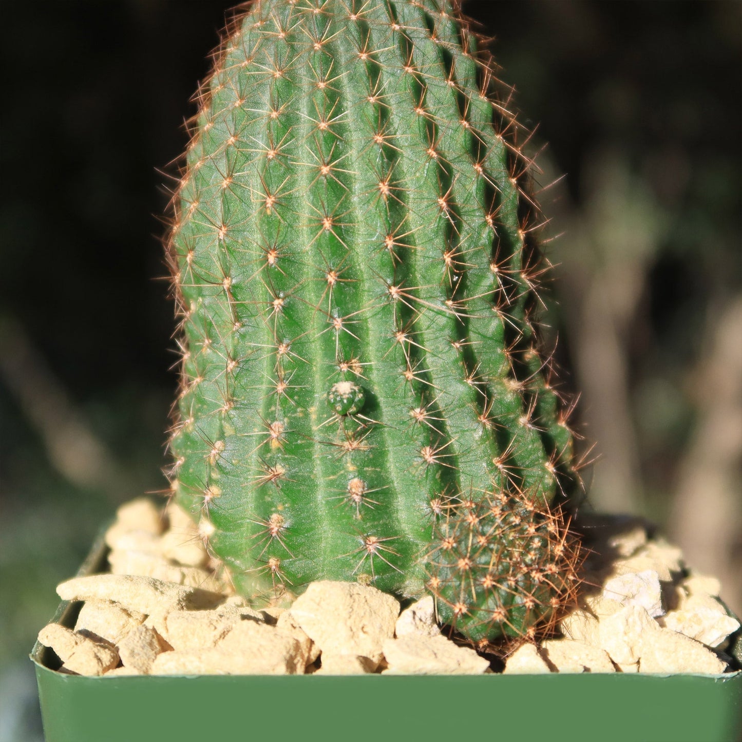 Lobivia saltensis
