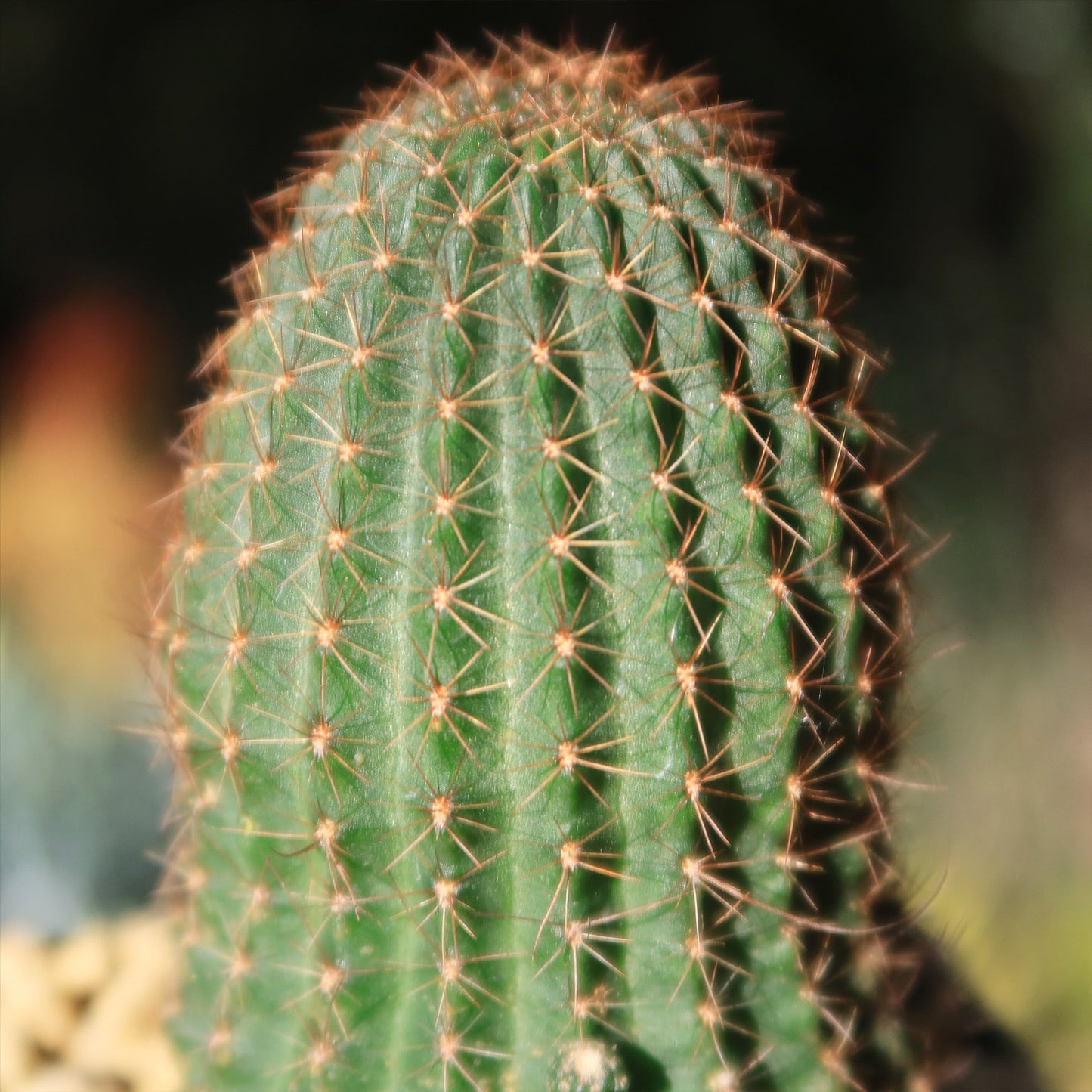 Lobivia saltensis
