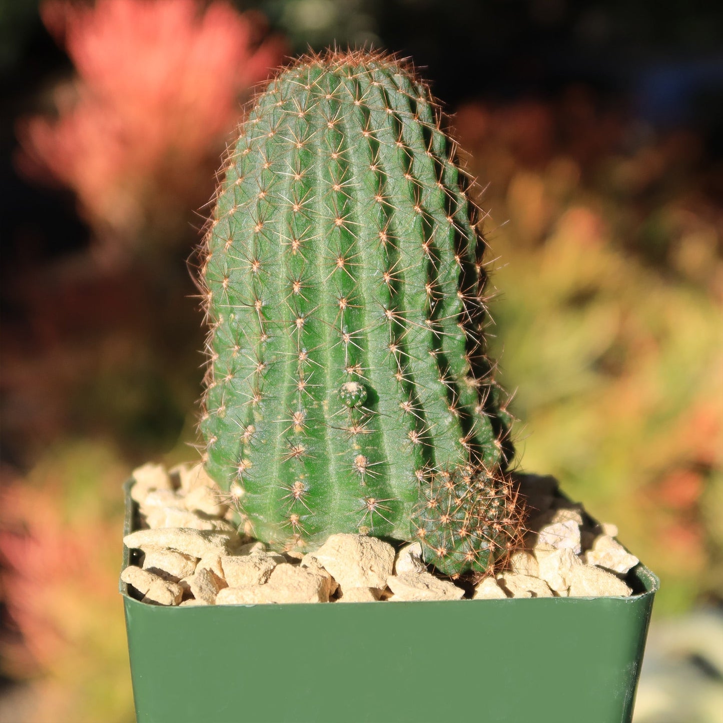 Lobivia saltensis