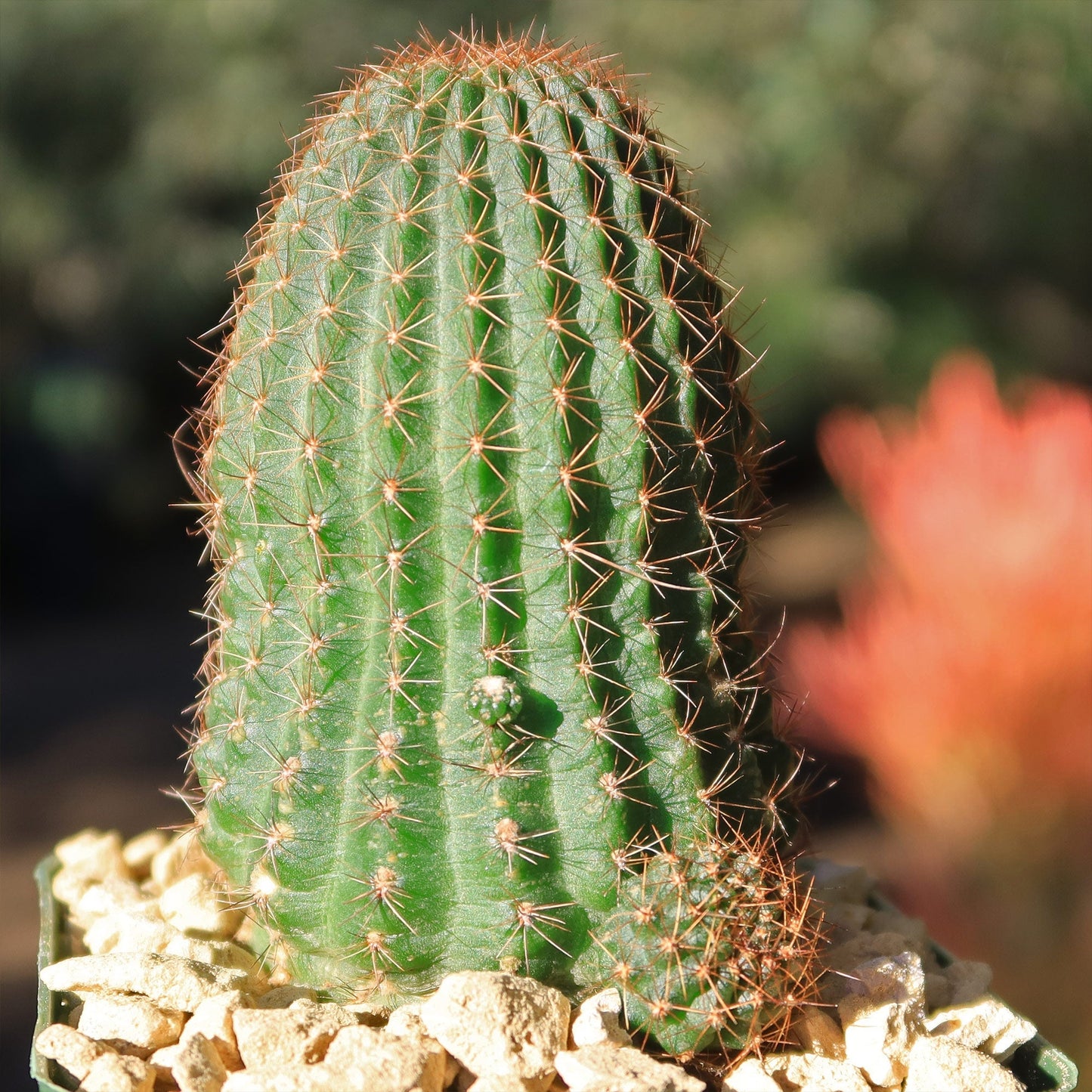 Lobivia saltensis