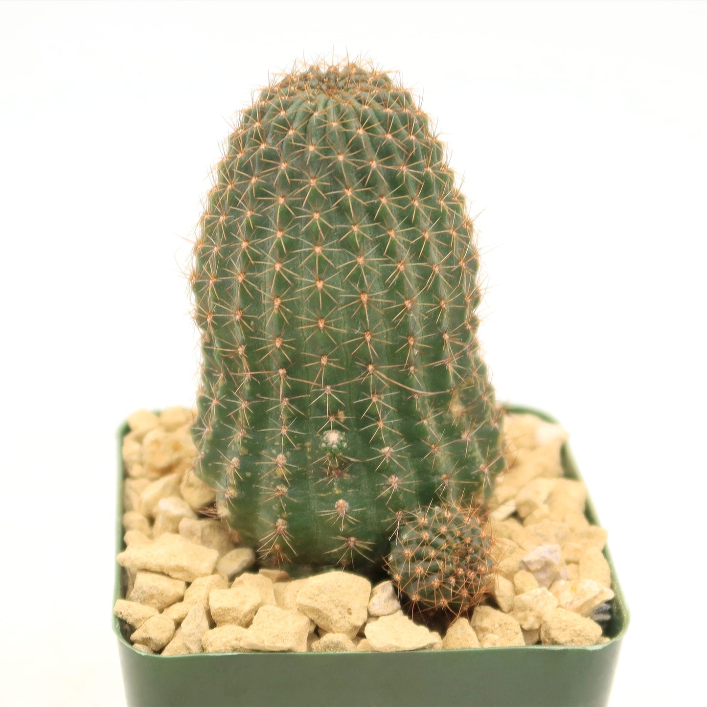 Lobivia saltensis