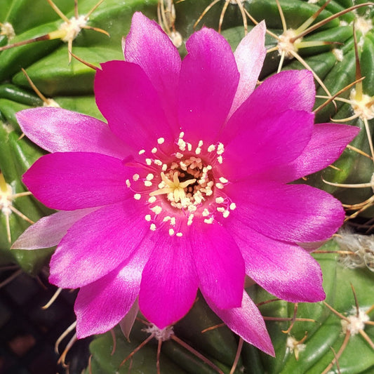 Lobivia longispina
