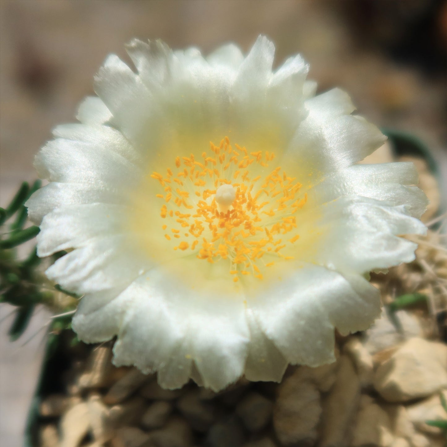 Maihuenia poeppigii