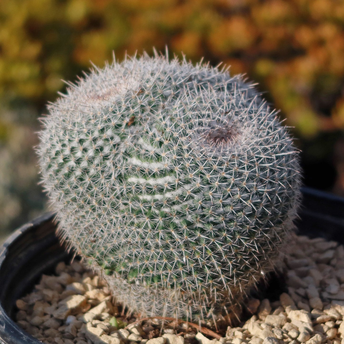 Owl Eye Cactus 'Mammillaria Parkinsonii'