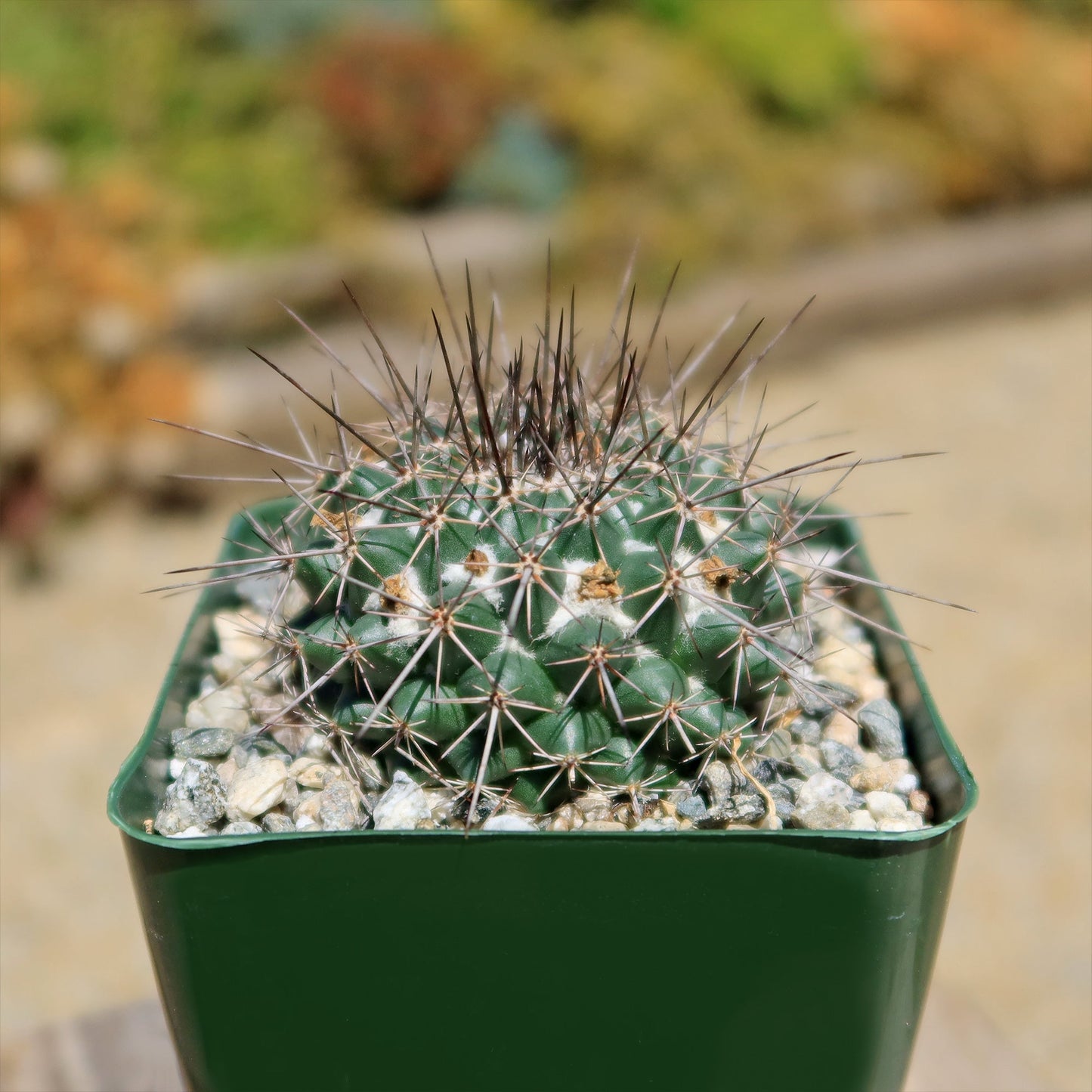 Mammillaria hertrichiana L086