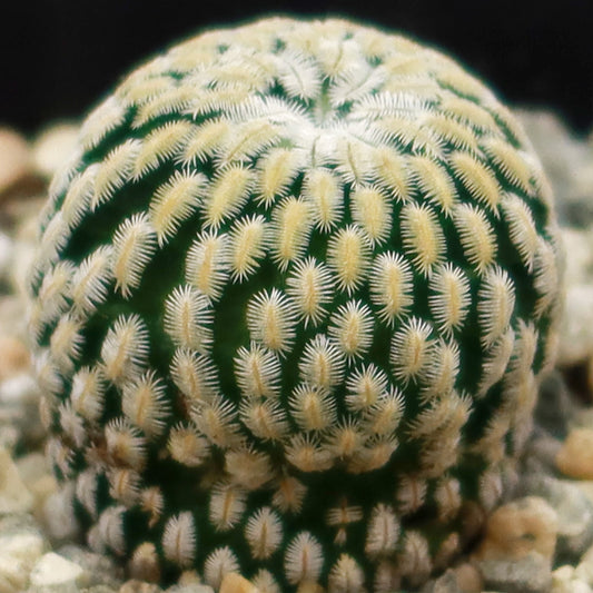 Mammillaria Pectinifera