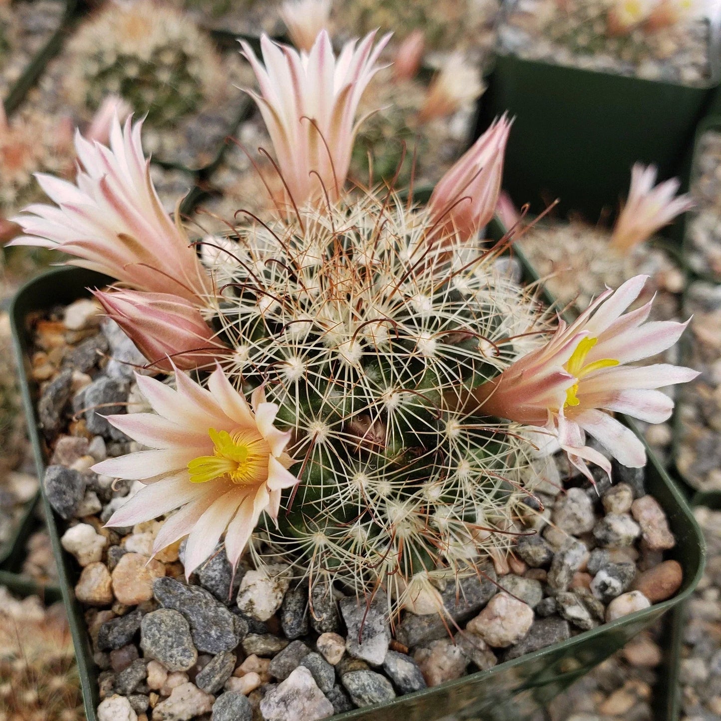 Fishhook Cactus - Mammillaria saffordii 'Carretii'