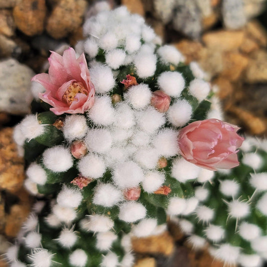 Mammillaria gracilis cv. oruga
