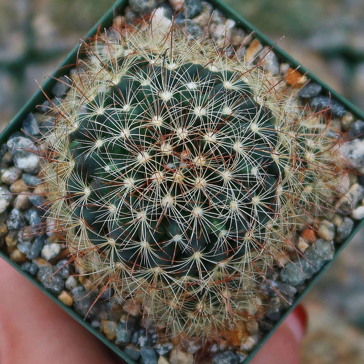 Fishhook Cactus - Mammillaria saffordii 'Carretii'