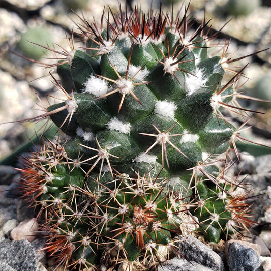 Mammillaria voburnensis