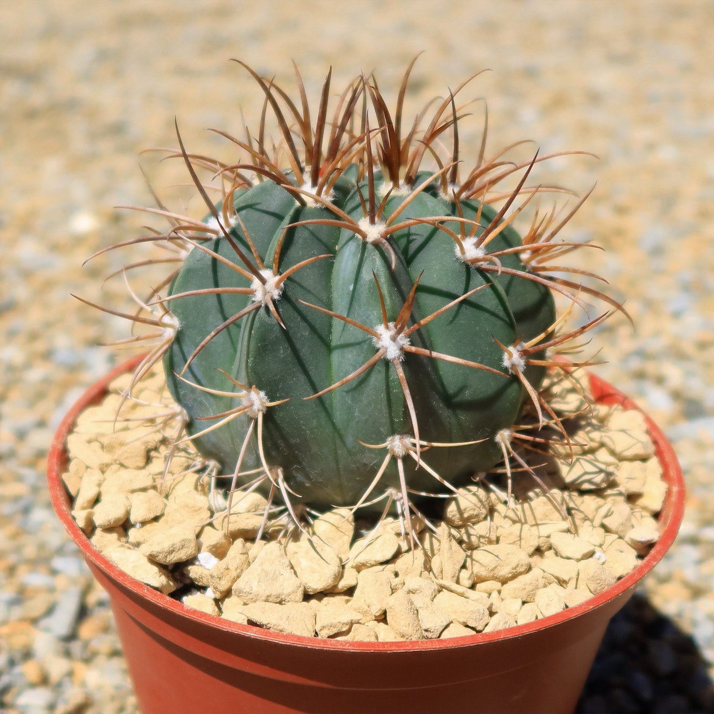 Melocactus levitestatus warasii