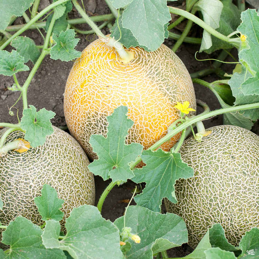 Melon 'Ambrosia Cantaloupe'